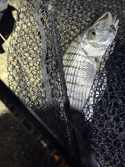 LRF (Light Rock Fishing)