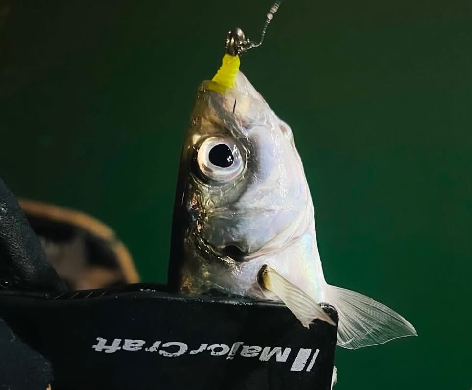 Ultra Hafif Spin (Ajing)